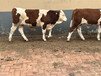 西门塔尔六七个月牛小母牛的价格