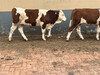 西門塔爾2歲母牛產肉量高900斤多少錢一頭2022已更新(今日/動態)