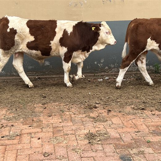 唐山种牛基地西门塔尔二岁母牛