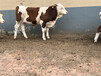 西门塔尔400--500斤繁殖母牛的价格