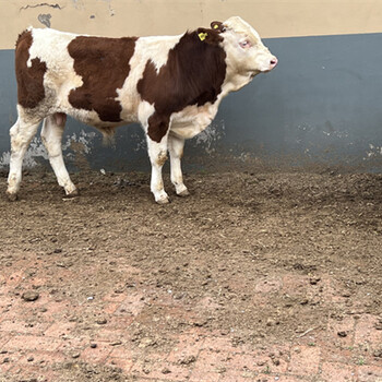 西门塔尔2岁母牛饲养简单九百斤多少钱2022已更新(今日/流程)