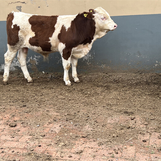 西门塔尔300斤小牛犊市场价多少