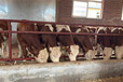 西门塔尔2岁母牛四百斤的报价