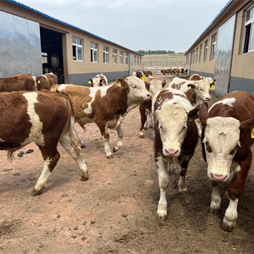 西门塔尔五百斤至六百斤二岁母牛的价格
