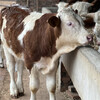赤峰400斤西门塔尔小母牛价格