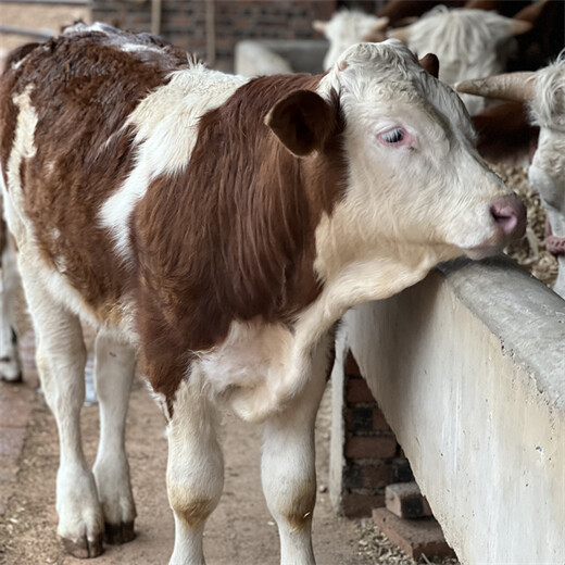 南充西门塔尔大母牛多少钱一头