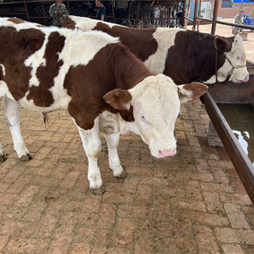 四川省西门塔尔牛大型养牛场500--600斤公牛价格表