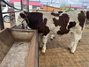 资阳牛养殖基地400--500斤牛犊价格