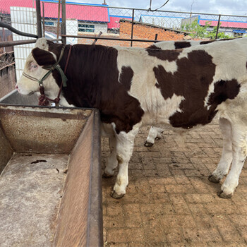 新乡1000斤西门塔尔母牛