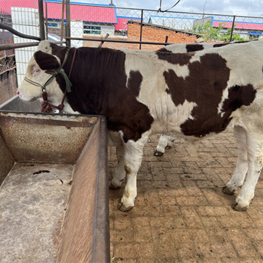 泸州西门塔尔牛小母牛价格