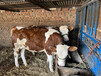 西门塔尔五六百斤的牛犊小母牛的价钱
