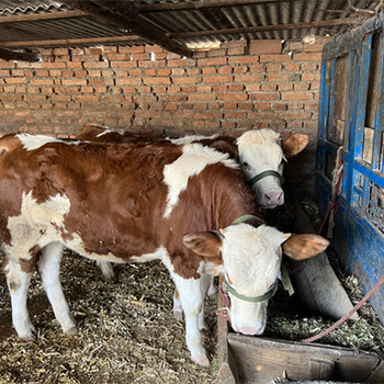 西门塔尔六之七个月小母牛犊报价