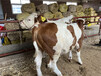 西门塔尔600斤二岁母牛的价格
