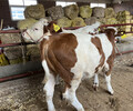 西门塔尔6个月的四代母牛现在什么价