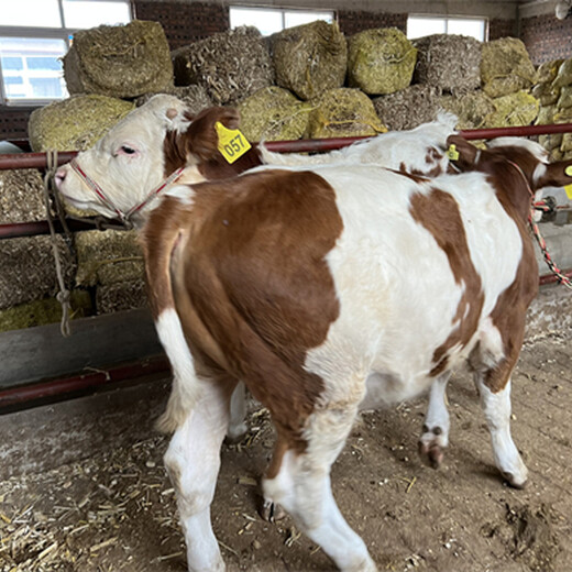 西门塔尔小公牛600多斤的现在什么价
