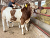 柳州西门塔尔三百斤至四百斤四代母牛价格表
