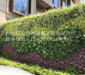 杭州植物墙公司杭州垂直绿化公司杭州立体绿化公司