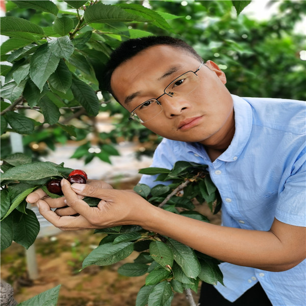 2年生桑缇娜樱桃苗，果实硬度大 根系好