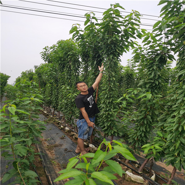 格莱斯星樱桃苗脆甜好吃，10公分早蜜露樱桃苗