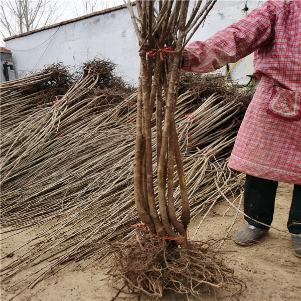 太平洋紅櫻桃苗特性介紹，5公分五月紅櫻桃苗