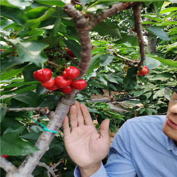 太平洋红樱桃树苗高产管理技术，7公分贾斯缇娜樱桃树苗