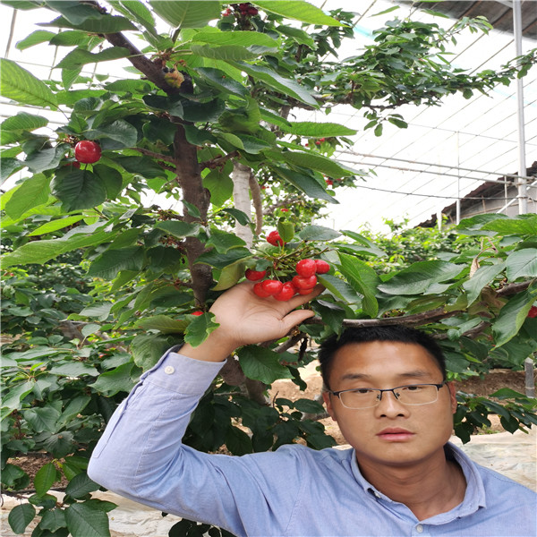 蘭丁2號苗，Y1脫毒組培