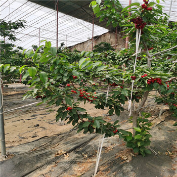 太平洋紅櫻桃樹苗特性介紹，5公分早蜜露櫻桃苗