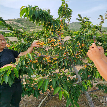 矮化格雷斯星樱桃树品种介绍，2年生福翠樱桃苗