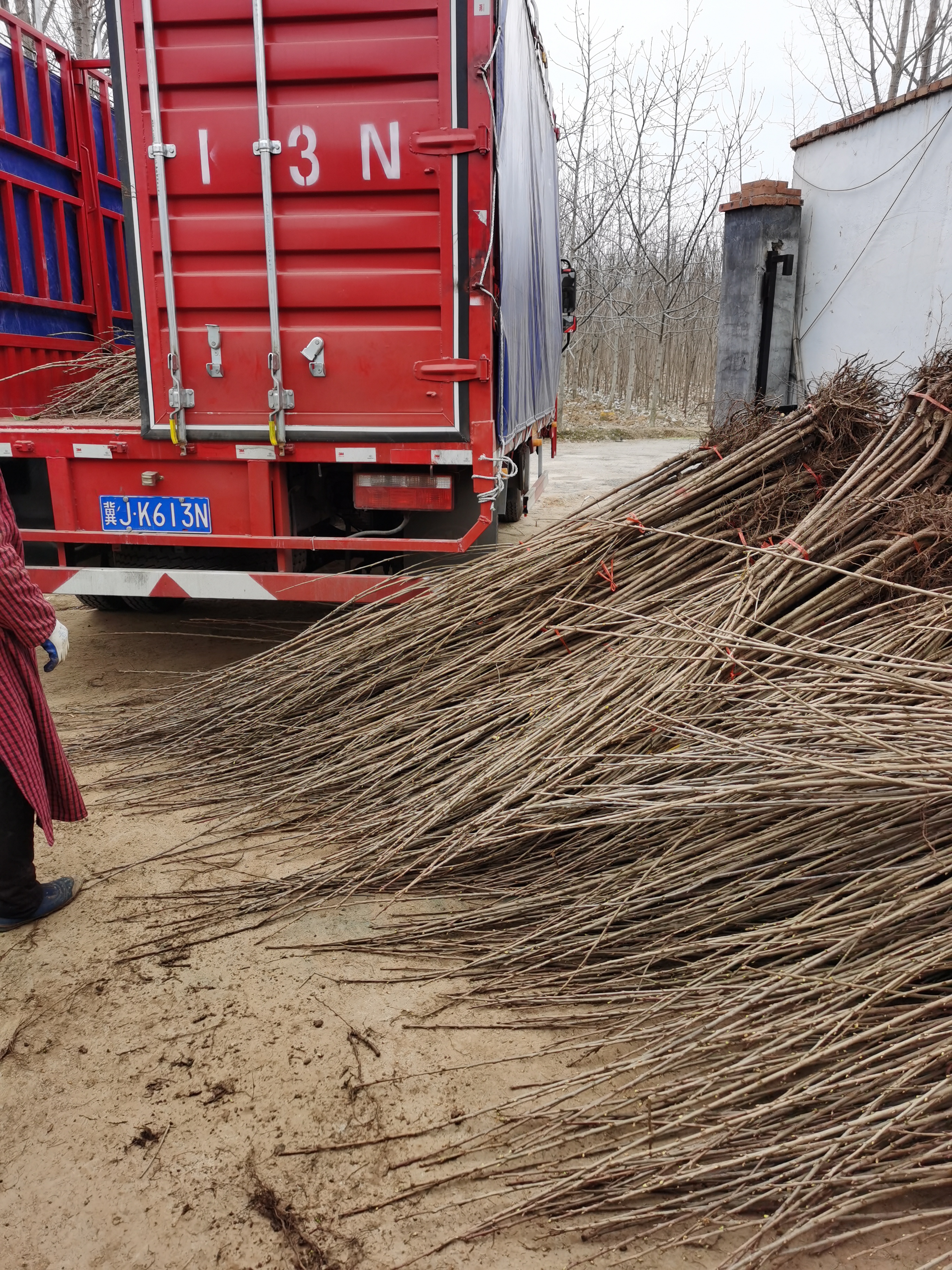  成花能力强 根系发达钻石之光樱桃苗，鲁樱4号樱桃树苗