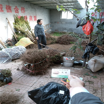 黑极光葡萄苗保湿邮寄，夏黑砧木