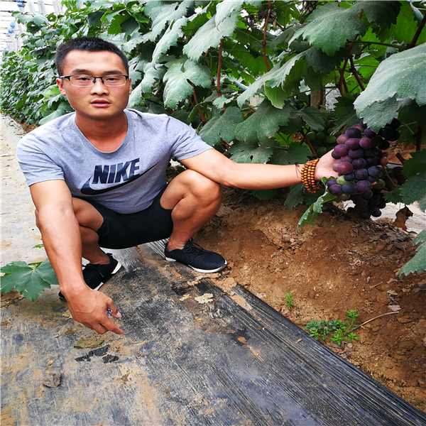 种植要求玫瑰13葡萄苗 101-14砧木玫瑰13葡萄苗 保湿邮寄