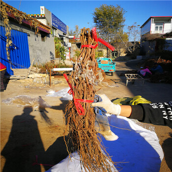 5bb根系紫霞仙子葡萄苗育苗基地-花期管理技术