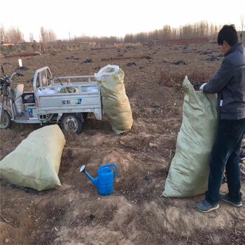 嫁接砧木墨香葡萄苗，罗马红宝石葡萄苗南北方栽植当年结果