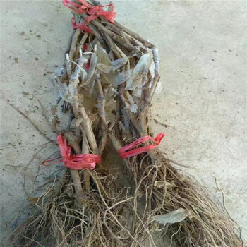 真好，5bb砧木嫁接羅馬紅寶石葡萄苗