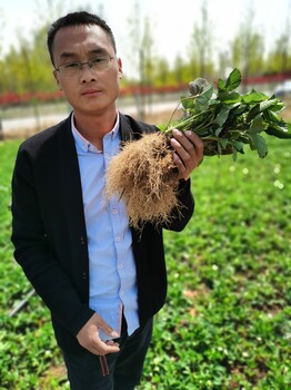 京郊小白草莓种苗；2022年秋季种苗