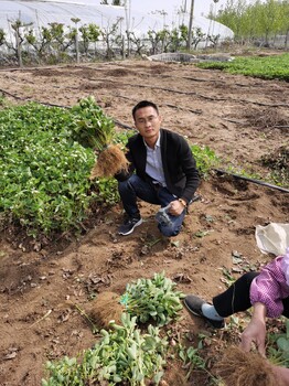 2023年秋季黑珍珠草莓苗苗圃，陕西