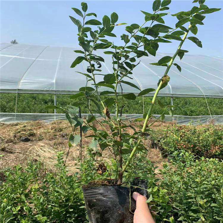 L25藍莓苗口感香甜 L25藍莓苗口感香甜種植技術(shù)