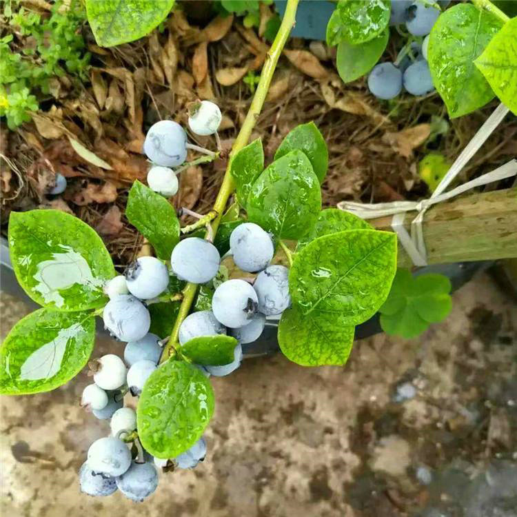 绿宝石蓝莓苗 绿宝石蓝莓苗新品种