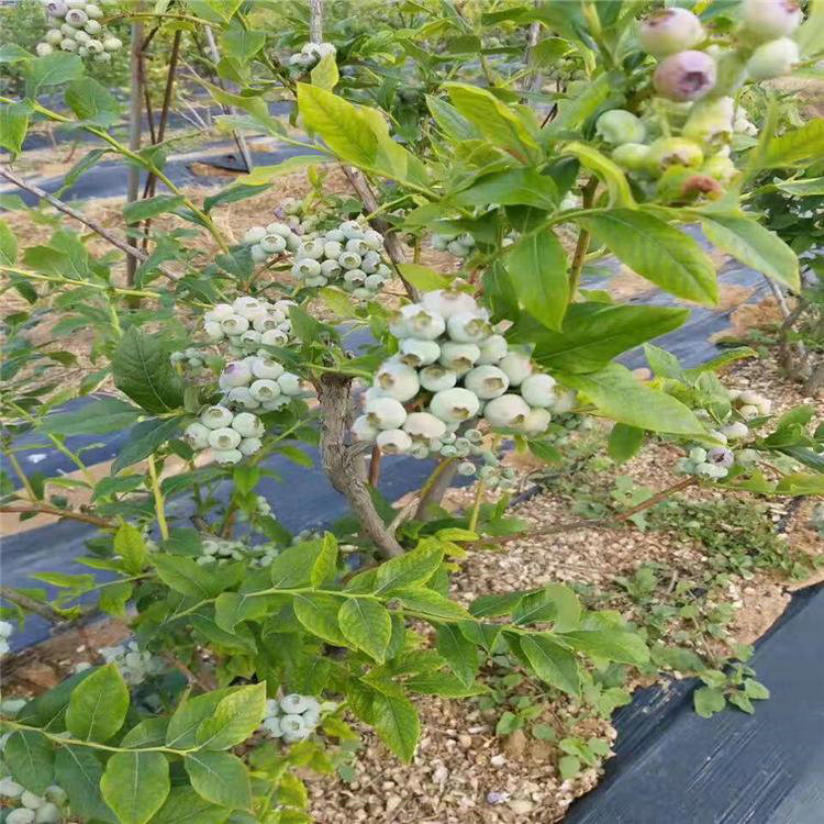 绿宝石蓝莓苗 绿宝石蓝莓苗厂家