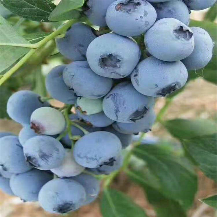 绿宝石蓝莓苗 绿宝石蓝莓苗新品种