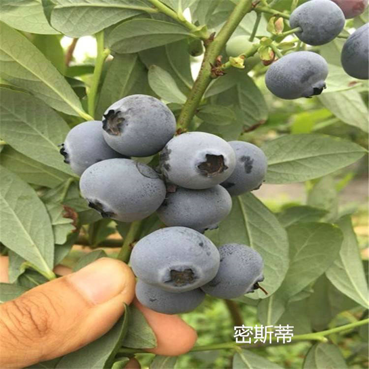 串果云雀蓝莓苗 串果云雀蓝莓苗种植基地