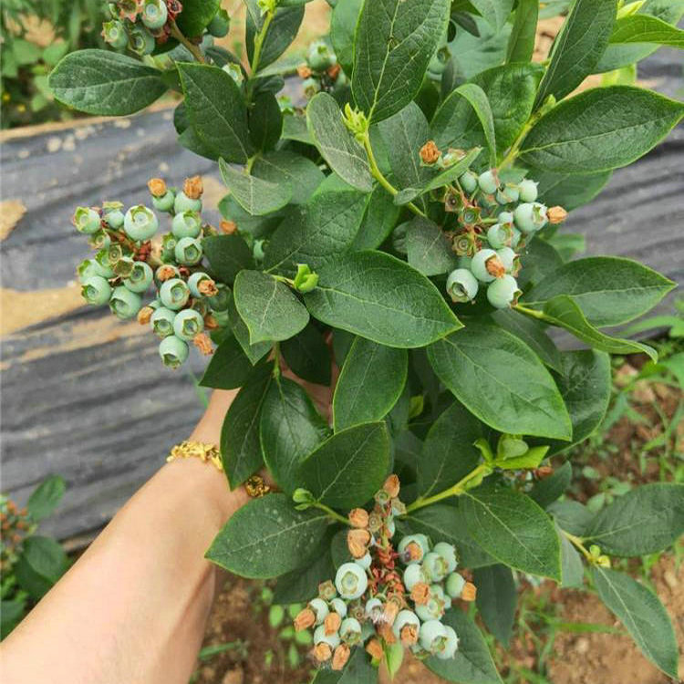 串果云雀蓝莓苗 串果云雀蓝莓苗种植基地