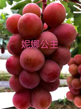 夏黑无核葡萄苗夏黑无核葡萄苗品种