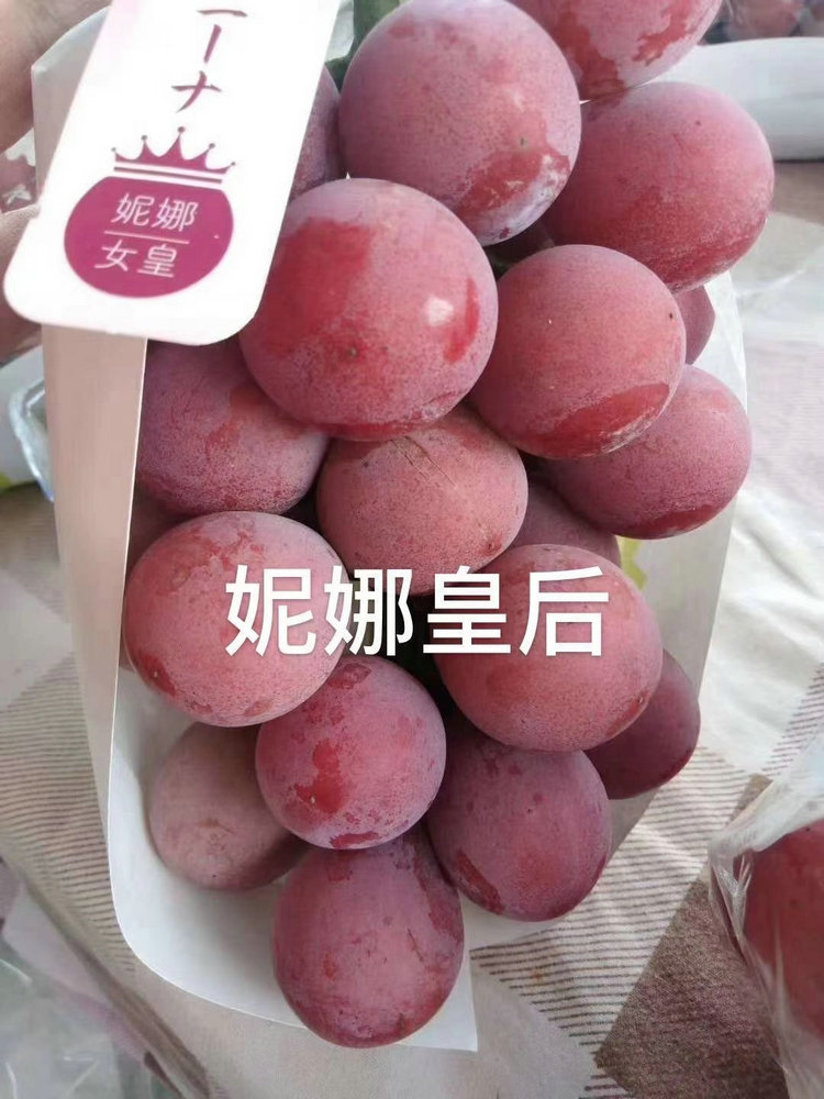 黑提 葡萄苗 黑提 葡萄苗特点对比