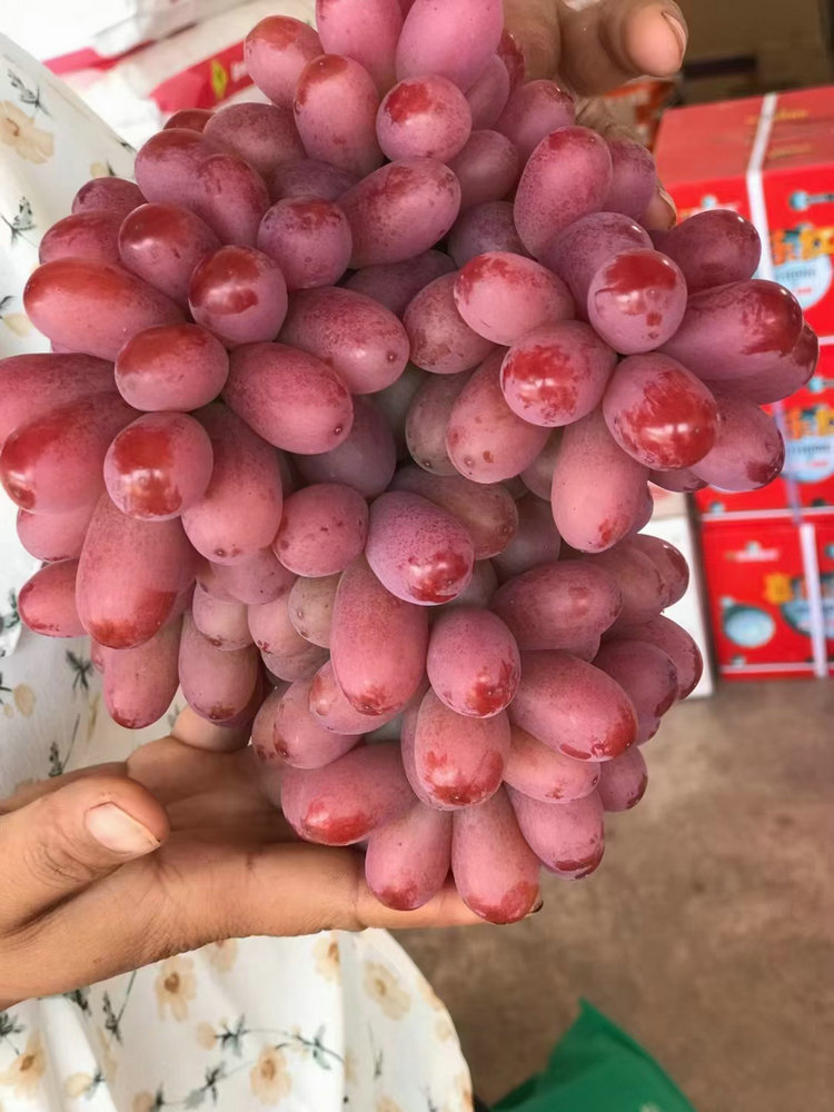 红芭拉多葡萄苗 红芭拉多葡萄苗种植技术