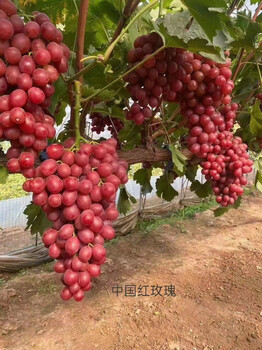 玫瑰香葡萄苗玫瑰香葡萄苗成長(cháng)特性