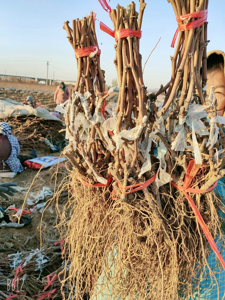 甬优一号葡萄苗 甬优一号葡萄苗种植管理