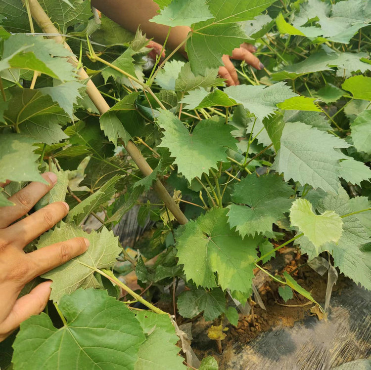 黑色甜菜葡萄苗 黑色甜菜葡萄苗种植管理