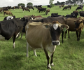 新西蘭工簽農場牧場養牛