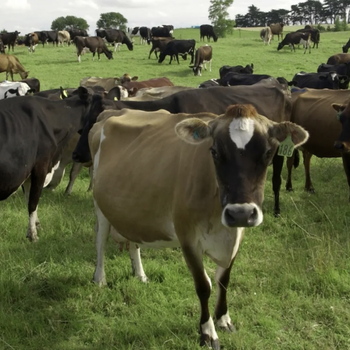 新西兰工签农场牧场养牛